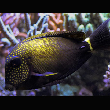 Acanthurus maculiceps 10-12 cm 205,00 €