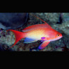 Pseudanthias squamipinnis mâle  6 à 8 cm  