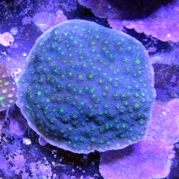 Echinopora lamellosa bleu a polypes verts 5-8 cm