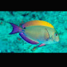 Acanthurus nigrofuscus 7-9 cm 