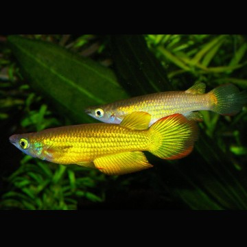 Aplocheilus Lineatus gold lot de 5