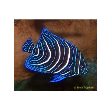 Pomacanthus Semicirculatus adulte : 10 à 13 cm  95,00 €