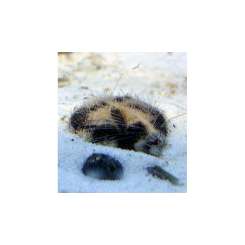 Metalia Sternalis (Oursin nettoyeur de sable) 3-5 cm 26,90 €