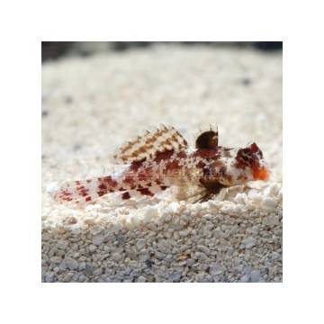 Synchiropus Marmoratus *: 3-4 cm 27,00 €