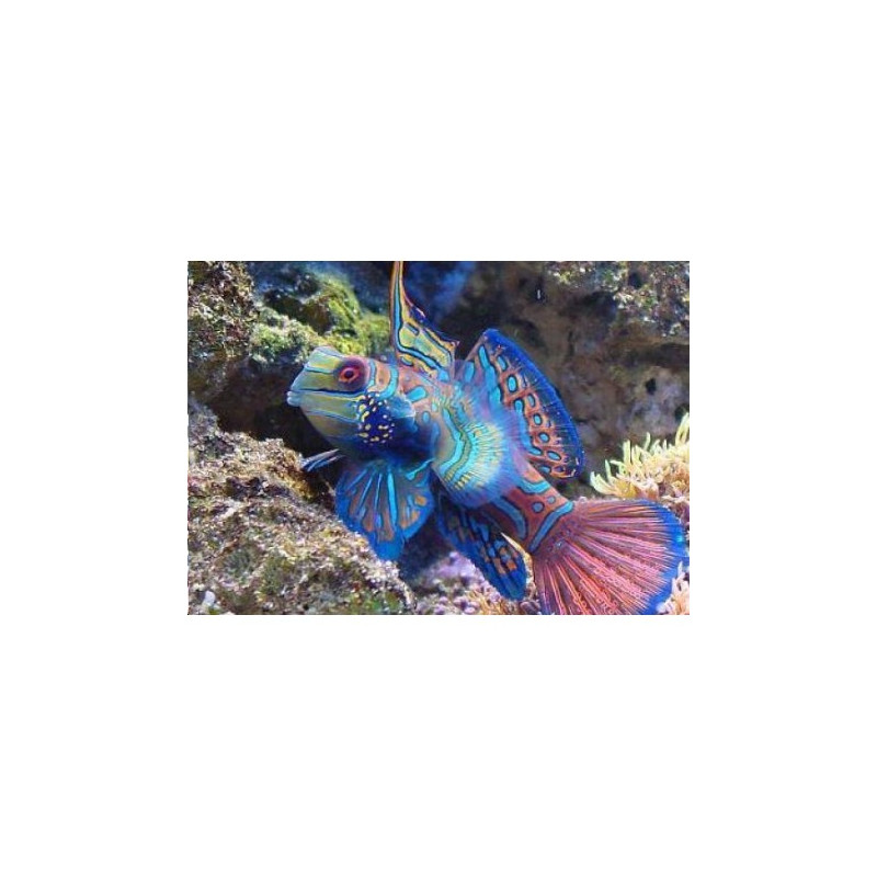 Synchiropus Splendidus mâle * : 4-6 cm  36,00 €