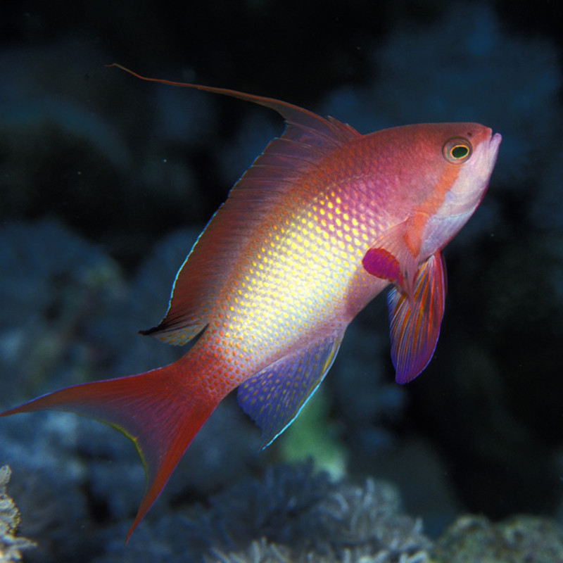 Pseudanthias squamipinnis mâle  6 à 8 cm  