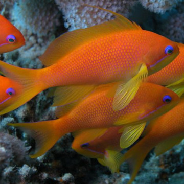 Pseudanthias Squamipinnis femelle : 5-7 cm  (lot de 3)