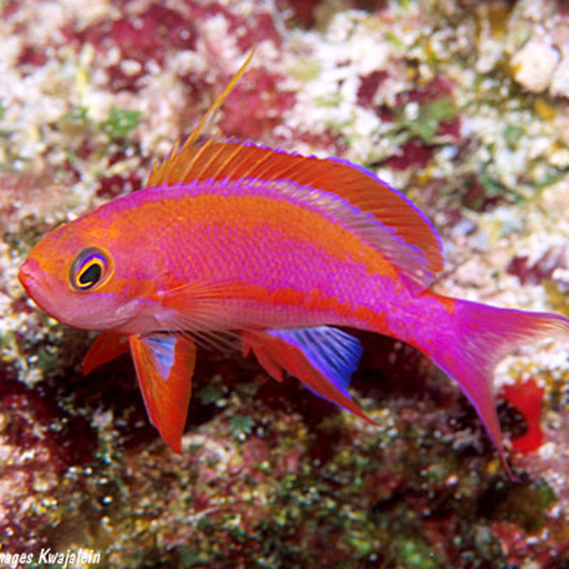 Pseudanthias Randalli mâle : 4 à 6 cm  