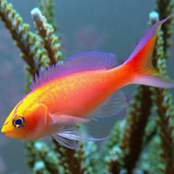 Pseudanthias parvirostris mâle* : 4 à 6 cm  