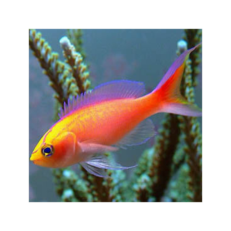 Pseudanthias parvirostris mâle* : 4 à 6 cm  