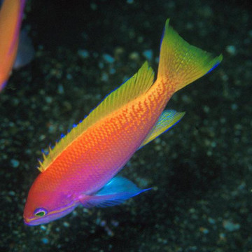 Pseudanthias Bimaculatus Femelle 5-7 cm