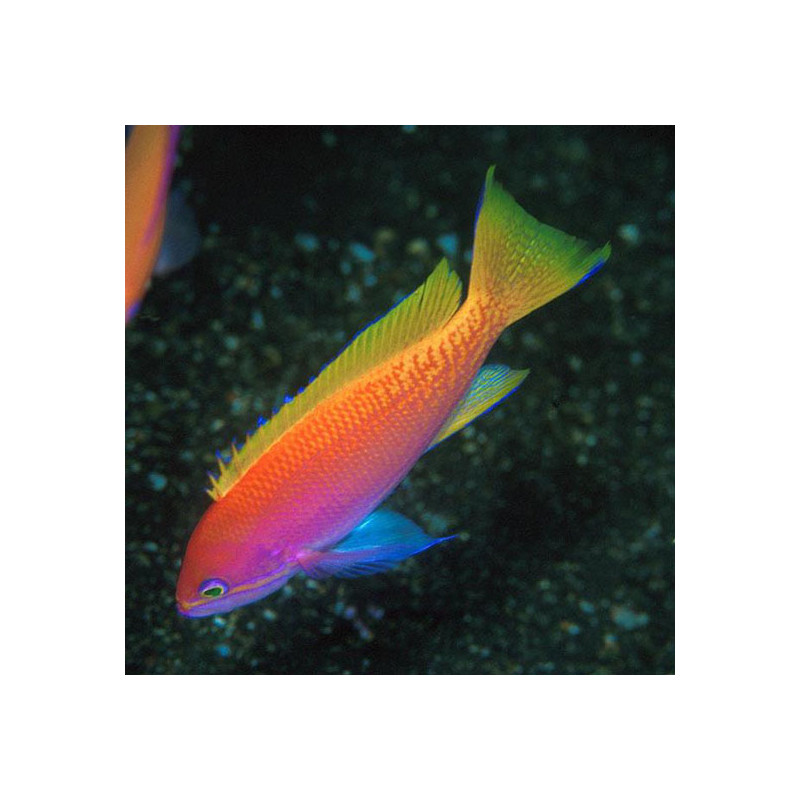 Pseudanthias Bimaculatus Femelle 5-7 cm