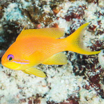 Pseudanthias Squamipinnis Femelle 3-5cm (lot de 5)