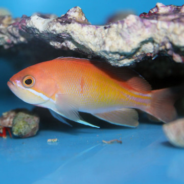 Pseudanthias Rubrizonatus femelle 4-6 cm