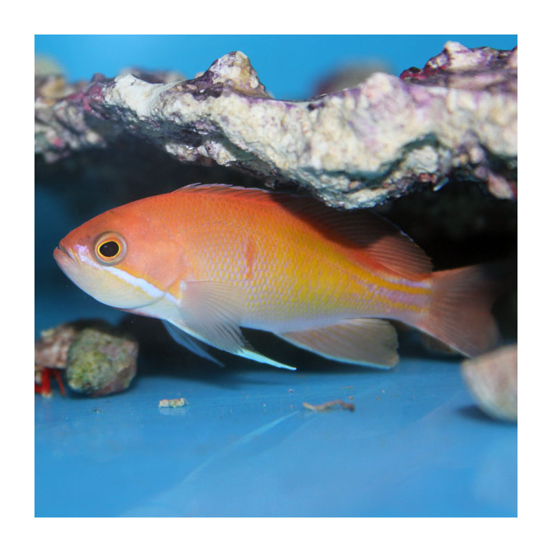 Pseudanthias Rubrizonatus femelle 6-8 cm 24,50 €