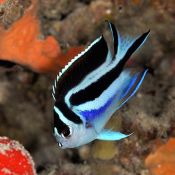 Genicanthus Bellus femelle : 8-10 cm  