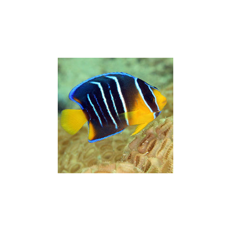 Holacanthus bermudensis 4-7 cm 187,50 €