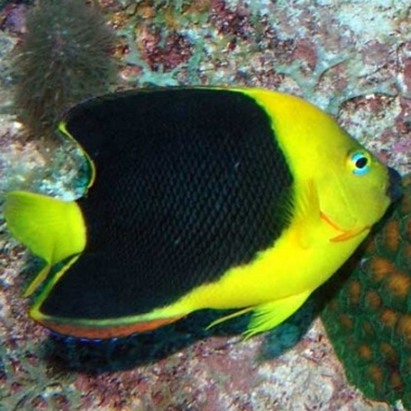 Holacanthus Tricolor : 12-14 cm  