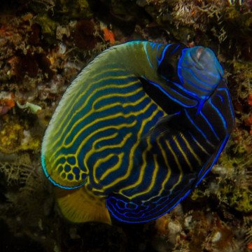 Pomacanthus Imperator juvénile d'élevage 2-4 cm