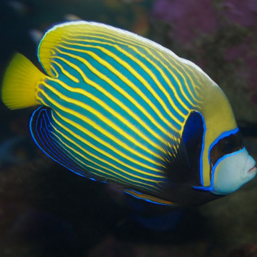 Pomacanthus Imperator juvénile 2-4 cm