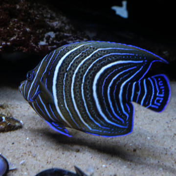 Pomacanthus Semicirculatus adulte : 10 à 13 cm  