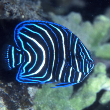 Pomacanthus Semicirculatus adulte : 10 à 13 cm  