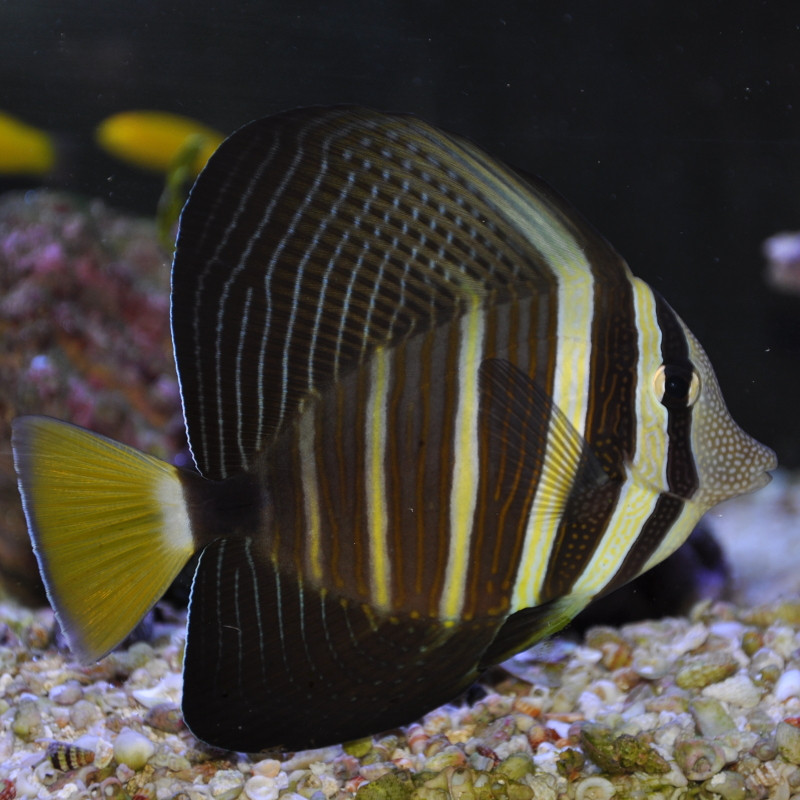 Zebrasoma veliferum : 7-9 cm  