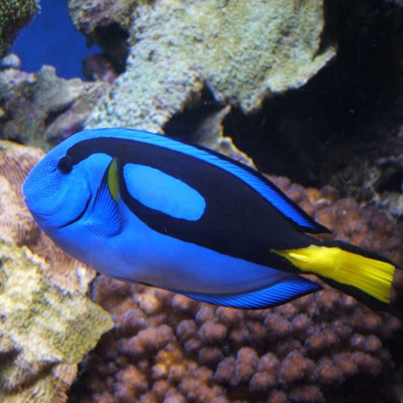 Paracanthurus hepatus : 4 à 7 cm  76,50 €