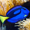 Paracanthurus hepatus : 4 à 7 cm  76,50 €