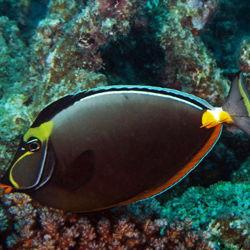 Naso lituratus(dorsale noire) : 10-13 cm  