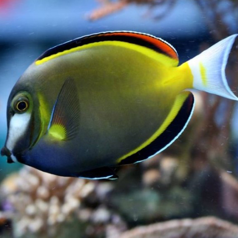 Acanthurus Japonicus : 6-8 cm  