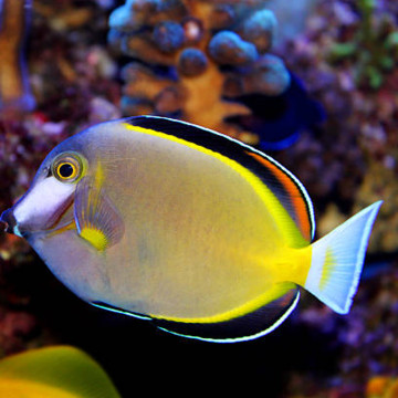 Acanthurus Japonicus : 6-8 cm  