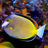 Acanthurus Japonicus : 6-8 cm  69,50 €