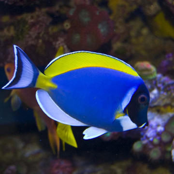 Acanthurus leucosternon : 10 à 12 cm*  