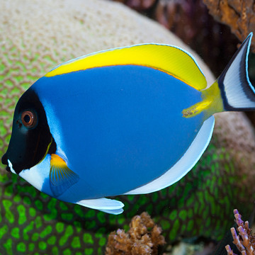 Acanthurus leucosternon : 10 à 12 cm*  