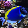 Acanthurus leucosternon : 10 à 12 cm*  89,50 €