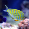 Acanthurus lineatus : 5 à 7 cm