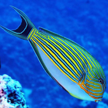 Acanthurus lineatus : 5 à 7 cm