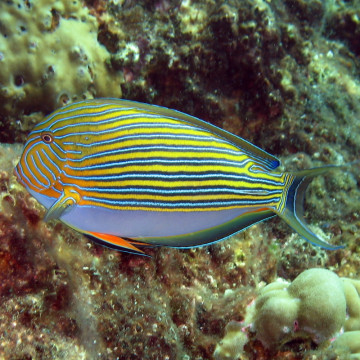 Acanthurus lineatus : 5 à 7 cm