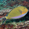 Acanthurus lineatus : 5 à 7 cm