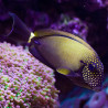 Acanthurus maculiceps 10-12 cm 205,00 €