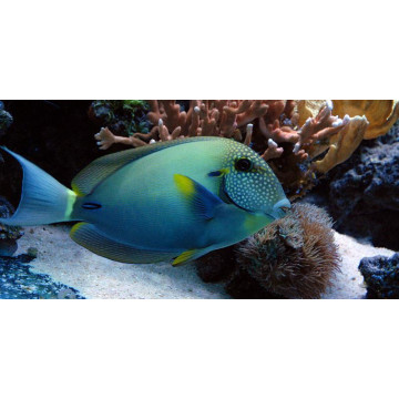 Acanthurus maculiceps 10-12 cm 205,00 €