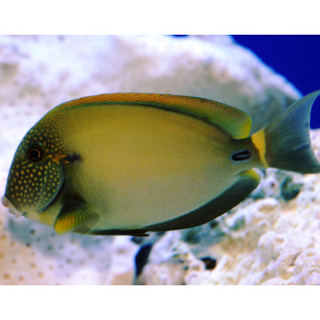 Acanthurus maculiceps 10-12 cm 205,00 €