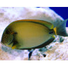 Acanthurus maculiceps 10-12 cm 205,00 €