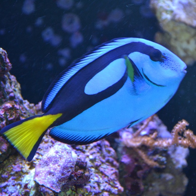 Paracanthurus hepatus : 2.5 à 4 cm  