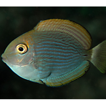 Acanthurus Mata : 3-5 cm 34,50 €