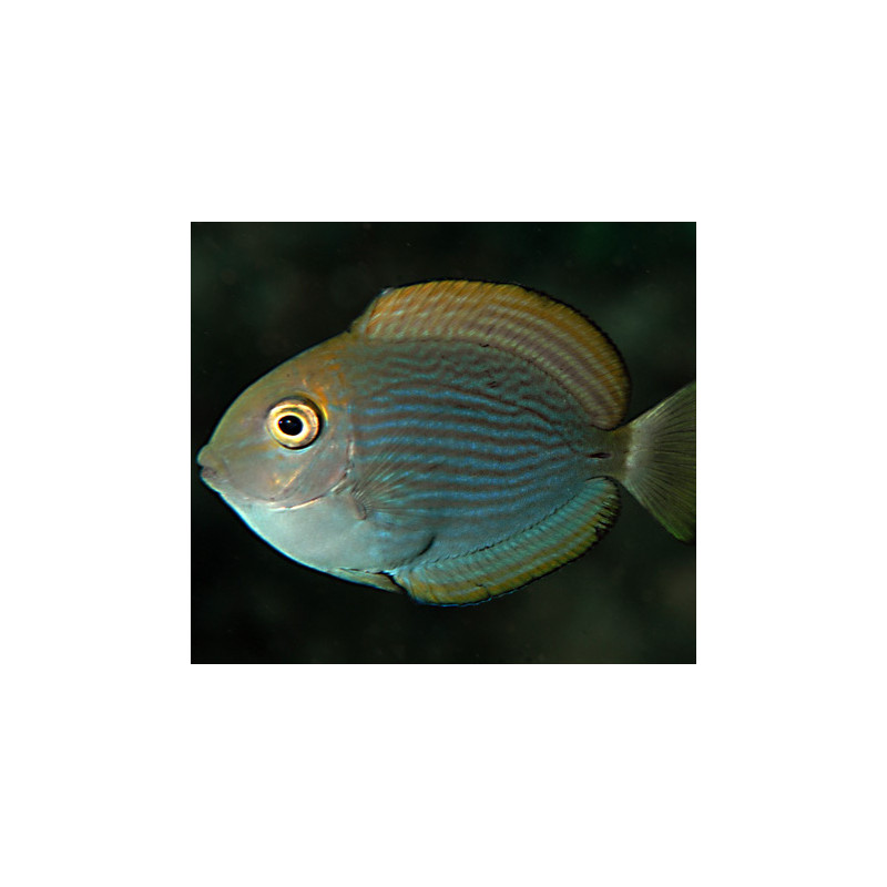 Acanthurus Mata : 3-5 cm 34,50 €