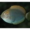 Acanthurus Mata : 3-5 cm 34,50 €