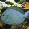 Acanthurus Mata : 3-5 cm 34,50 €