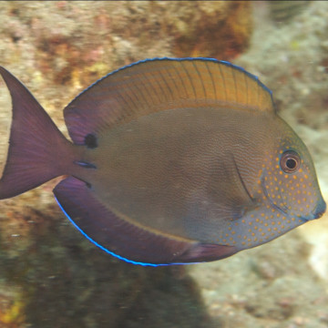 Acanthurus nigrofuscus 7-9 cm 